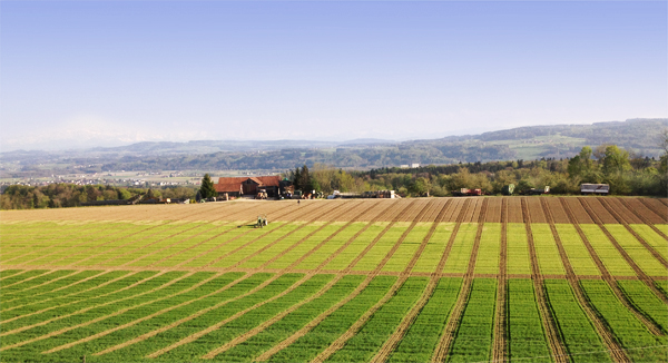 aronia erst grad eingepflanzt